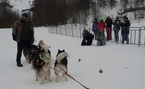 В Токсово состоялся чемпионат Петербурга по гонкам на ездовых собаках