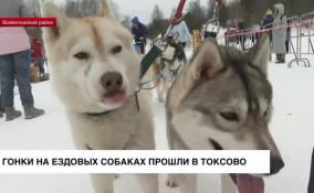 Гонки на ездовых собаках прошли в Токсово