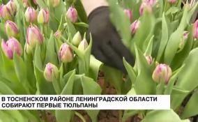 В Тосненском районе собирают первые тюльпаны
