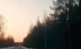 Водители запечатлели лося, неспешно гуляющего вдоль трассы во Всеволожском районе