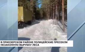 В Приозерском районе полицейские пресекли незаконную вырубку лесов