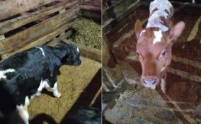 Уникальный случай: в Ленобласти корова Ласточка родила двойню с разницей в четыре дня