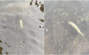 Грязная вода и мертвая форель: Росприроднадзор проверит реки Нейма и Хревица после жалоб
