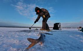 Рыбака сняли с оторванной льдины на Ладожском озере в Коккорево