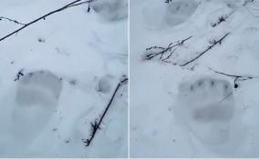 В Волосовском районе нашли свежий след проснувшегося медведя