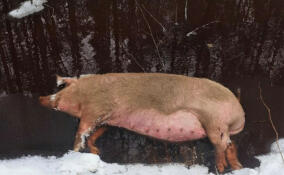 Неизвестные сбросили мертвую свинью в лесополосе во Всеволожском районе