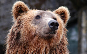 Почти во всех районах Ленобласти начали просыпаться медведи