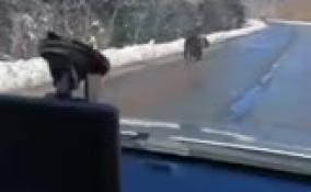 Медведя с больной лапой заметили на автодороге в Ленинградской области