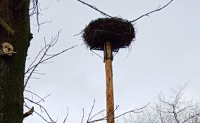 В деревне Сорочкино провели операцию по переносу гнезда аиста со старого дерева