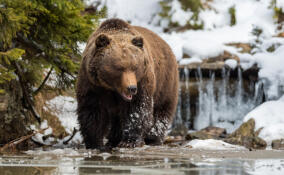 Жителей Ленобласти предупреждают о выходе медведей из зимней спячки