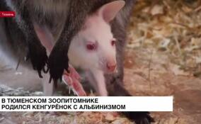 Один на 50 тысяч: в тюменском зоопитомнике родился кенгуренок с альбинизмом