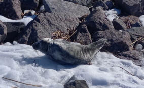 Истощённого детёныша серого тюленя спасли в Ленобласти