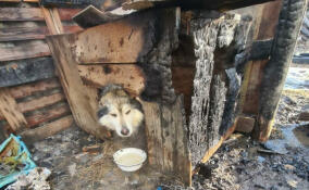 Пожарные Ленобласти вызволили из загоревшейся будки в Сяськелево напуганную собаку