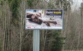 Социальная реклама о брошенных животных появилась на трассах Ленобласти
