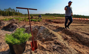 «ЛенОблАИЖК» высадит деревья у новостроек для переселенцев из аварийного жилья