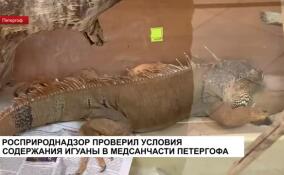 Росприроднадзор проверил условия содержания игуаны в медсанчасти Петергофа