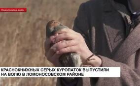 В Ломоносовском районе на волю выпустили 250 особей серой куропатки