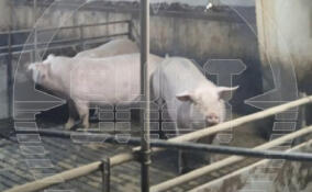 Более 170 свиней погибли при атаке украинского дрона на свинокомплекс под Белгородом
