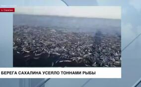 Берега Сахалина усеяло тоннами рыбы
