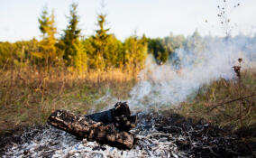 Жителей Ленобласти предупредили о наступлении пожароопасного сезона