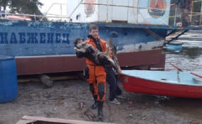 Спасатели Ленобласти вытащили из Вуоксы провалившуюся собаку