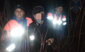 Спасатели Ленобласти вывели из леса заблудившегося 71-летнего мужчину в Приозерском районе