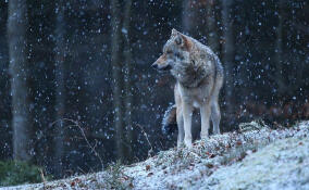 По 25 тысяч рублей заплатят охотникам за добытого волка в Ленобласти