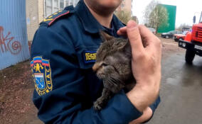 Огнеборцы спасли кота из горящей квартиры в Подпорожье