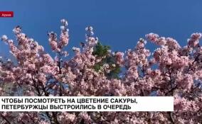 Чтобы посмотреть на цветение сакуры, петербуржцы выстроились в очередь