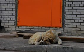 Депутат ЗакСа Ленобласти Андрей Гардашников выступил против поправок, дающих разрешение регионам усыплять бродячих собак