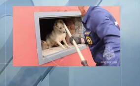 В Орле сотрудники МЧС России пришли на помощь провалившейся в подвал собаке