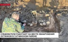 Следователи работают на месте обнаружения останков в Гатчинском районе
