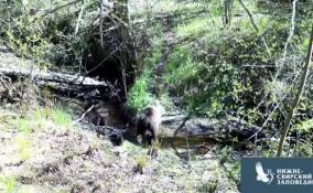 «Травоядного» медведя заметили в Нижне-Свирском заповеднике