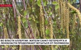 Во власти аллергии: жители Петербурга и Ленобласти продолжают мучиться от поллиноза