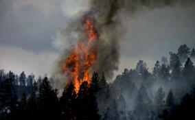 Россельлхоз развеял мифы о причинах возникновения лесных пожаров
