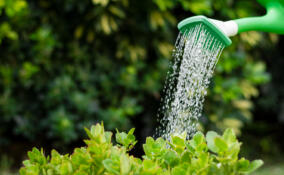Садоводам Ленобласти напомнили о рациональном использовании воды