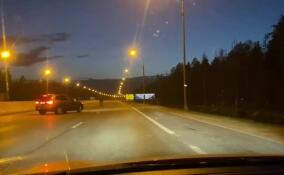 Целая семья сохатых решила прогуляться по трассе Скандинавия