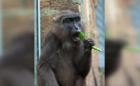 Фото: макаки из Ленинградского зоопарка наслаждаются "зеленым" перекусом