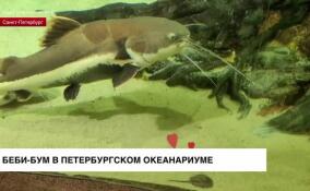 В Петербургском океанариуме рассказали о весеннем беби-буме у их питомцев