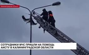 В Калининградской области спасатели пришли на помощь аисту
