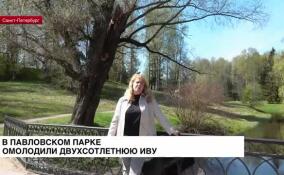 В Павловском парке омолодили двухсотлетнюю иву