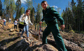 Всероссийский день посадки леса пройдет на 18 участках в Ленобласти