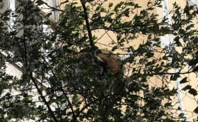 Енота-авантюриста пришлось доставать с верхушки дерева в посёлке имени Свердлова