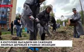 В Юнтолове высадили 600 саженцев хвойных деревьев в рамках экоакции