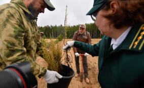 Невский экологический международный конгресс завершился посадкой леса в Ленобласти
