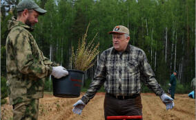 Всероссийский день посадки леса в объективе ЛенТВ24