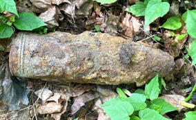 Минометная мина и граната Ф-1: в Ленобласти вновь нашли боеприпасы времен Великой Отечественной войны