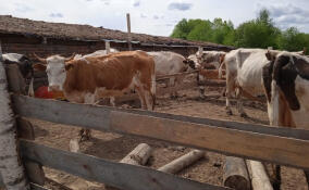 В Подпорожском районе завершаются весенние обработки сельскохозяйственных животных