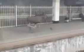 Видео: в Мурино лось бежал по ж/д станции наперегонки с электричкой