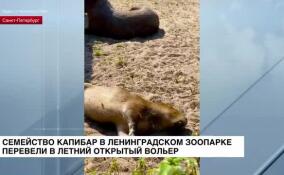 Семейство капибар в Ленинградском зоопарке перевели в летний открытый вольер